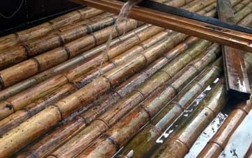 bambu-preservacion
